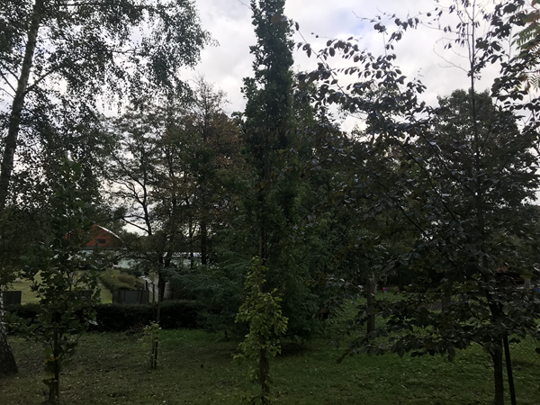 ARBORETUM w SPLEJKOWO