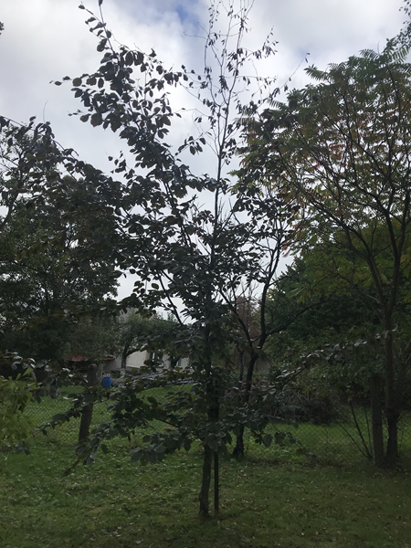 ARBORETUM w SPLEJKOWO