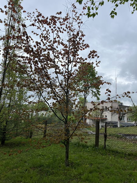 ARBORETUM w SPLEJKOWO