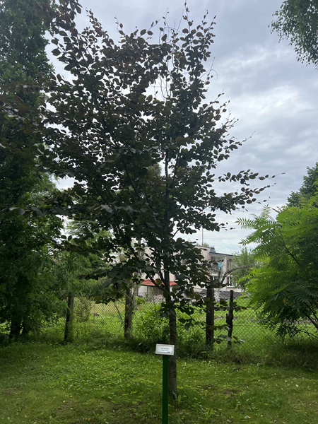 ARBORETUM w SPLEJKOWO