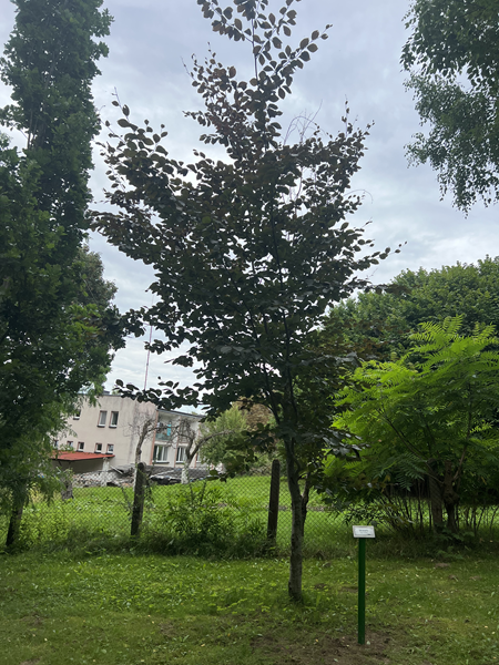 ARBORETUM w SPLEJKOWO