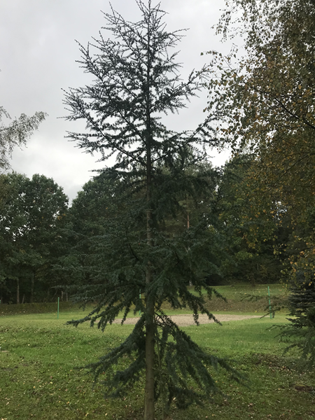 ARBORETUM w SPLEJKOWO