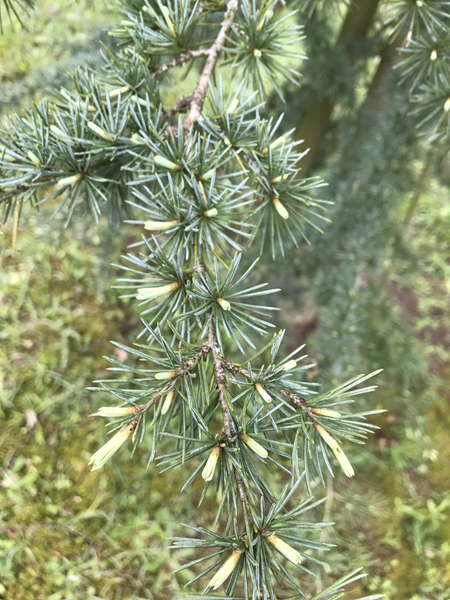 ARBORETUM w SPLEJKOWO