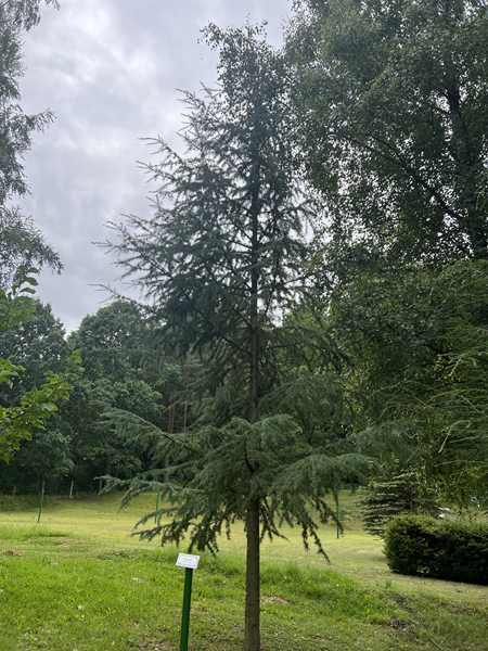 ARBORETUM w SPLEJKOWO
