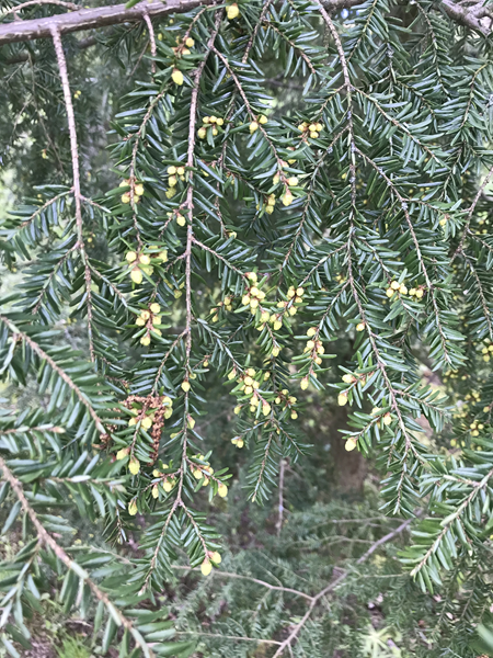 ARBORETUM w SPLEJKOWO