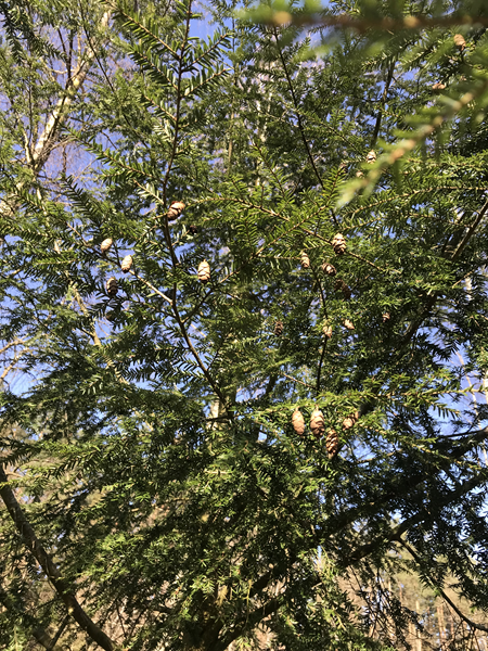 ARBORETUM w SPLEJKOWO