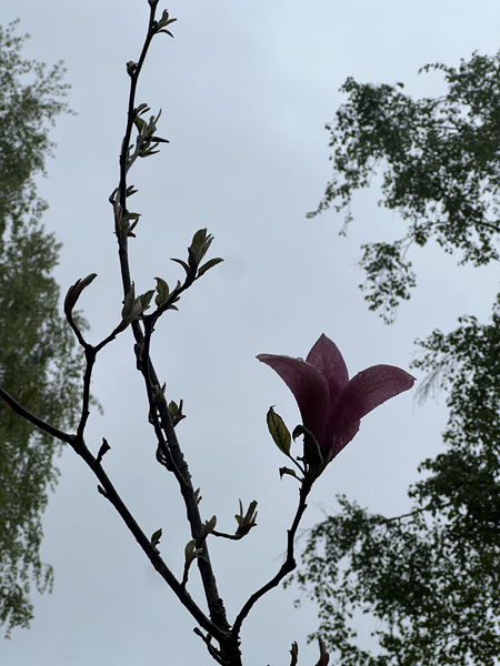 ARBORETUM w SPLEJKOWO