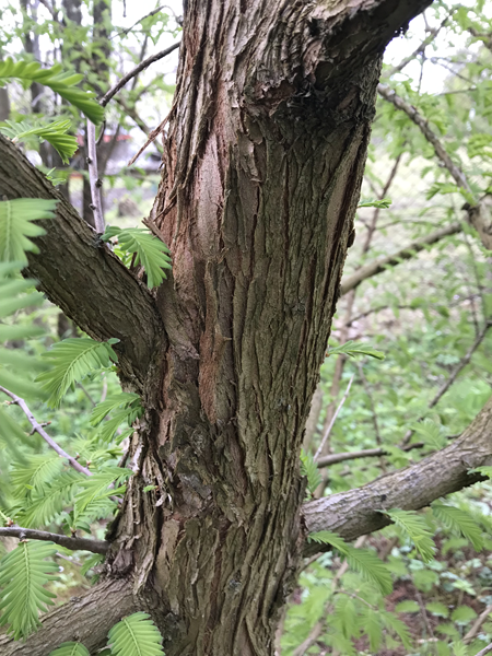 ARBORETUM w SPLEJKOWO
