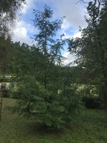 ARBORETUM w SPLEJKOWO