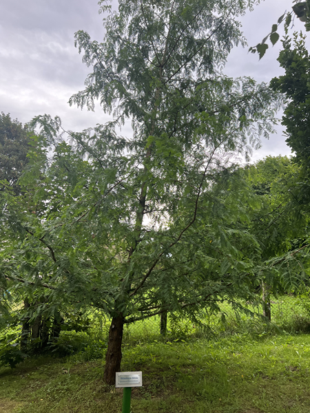 ARBORETUM w SPLEJKOWO
