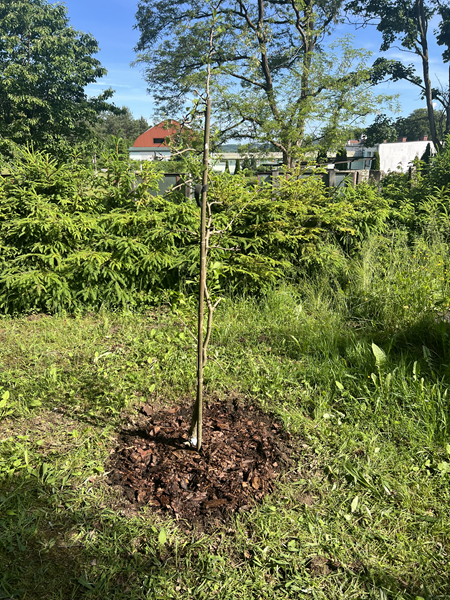 ARBORETUM w SPLEJKOWO