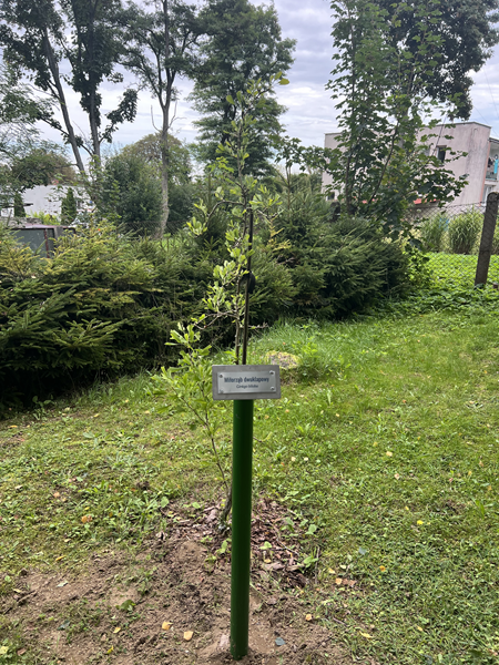 ARBORETUM w SPLEJKOWO