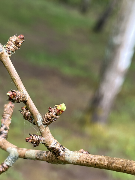 ARBORETUM w SPLEJKOWO